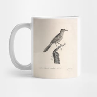 The Dead Catbird Natural history of vintage birds of North America Mug